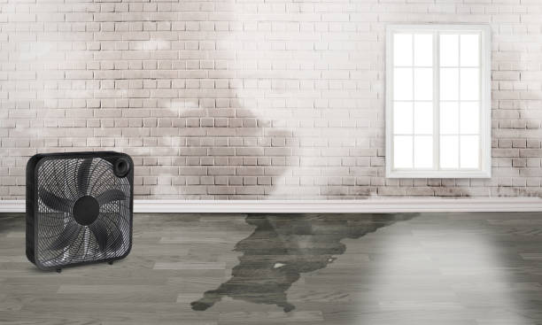 Best 24/7 water damage repair  in New Holstein, WI